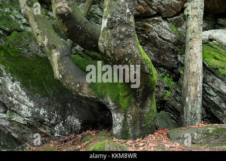 De vieux arbres et rochers dans la forêt, forêt de Bavière, Bavière, Allemagne, Banque D'Images