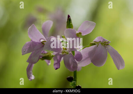 Cuckooflower, Cardamine pratensis, close-up Banque D'Images