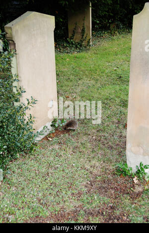 Un hérisson nourriture dans un cimetière Banque D'Images