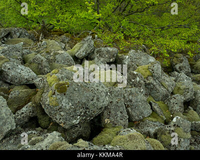 Block-chute au niveau du Schafstein, Rhön, Hesse, Allemagne Banque D'Images