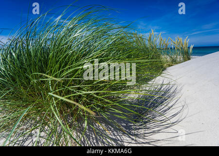 Baltic Beach avec l'ammophile dans la lumière du soleil Banque D'Images