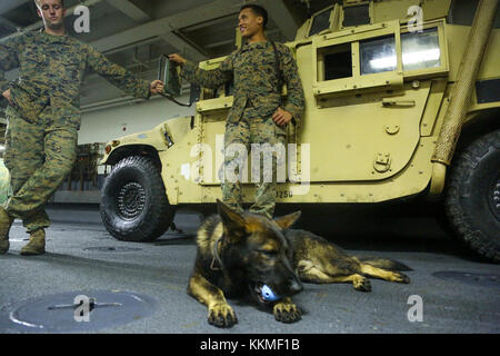 Spidey, un berger allemand de trois ans de travail avec le chien militaire 26e Marine Expeditionary Unit (MEU), joue avec un jouet après une formation à bord du navire d'assaut amphibie USS Iwo Jima (DG 7) dans l'océan Atlantique dans le cadre de l'unité de formation composite combinée (Exercice COMPTUEX) avec l'IP, le 21 novembre, 2017. Les chiens de travail sont formés dans le suivi des parfums et des explosifs, ainsi que de s'attaquer à toutes les menaces qui peuvent se produire lors de marines déployés. (U.S. Marine Corps photo par le Cpl. Jon Sosner) Banque D'Images