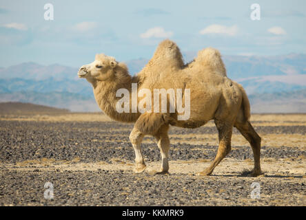 Chameau de Bactriane dans les steppes de Mongolie. Vrai pour le transport d'un Nomad Banque D'Images