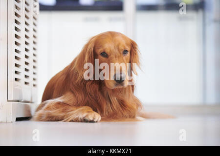 Golden retriever de se coucher sur le sol Banque D'Images