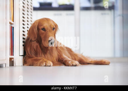Golden retriever de se coucher sur le sol Banque D'Images