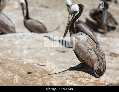 Pelican sur la plage montrant toutes les commandes d'oiseaux sur la plage Banque D'Images