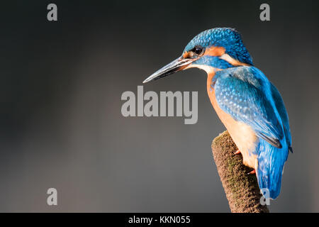 Kingfisher sur la perche à scirpe en attente de dive Banque D'Images