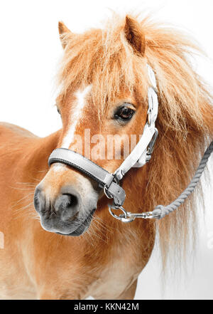 Photos de studio du petit poney Shetland sur fond blanc Banque D'Images