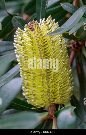 L'Australie, Banksia marginata, Merimbula, Nouvelle-Galles du Sud, fleur, jaune, banksia argenté *** *** Local Caption Australie, Banksia marginata, Merimbul Banque D'Images