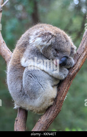 L'Australie, Healesville, Koala, Phascolarctos cinereus, sanctuaire, Sir Colin MacKenzie, Victoria *** *** légende locale, l'Australie, le koala, Healesville Banque D'Images