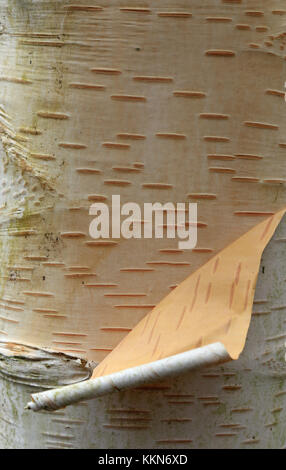 Tronc d'arbre de bouleau (Betula utilis var. Jacquemontii) avec écorce blanche qui s'écaille. Banque D'Images