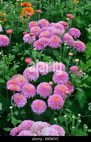 Chrysanthemum 'blenda floraison purple' fleur poussant dans un jardin d'un pays frontière Banque D'Images