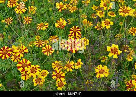 Close up de la floraison Tagetes patula 'Jolly Jester' dans un pays jardin Banque D'Images
