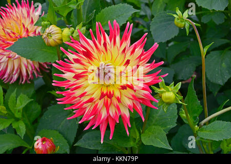 Close up of dahlia 'western spanish dancer' dans un jardin de fleurs Banque D'Images