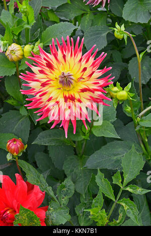 Close up of dahlia 'western spanish dancer' dans un jardin de fleurs Banque D'Images