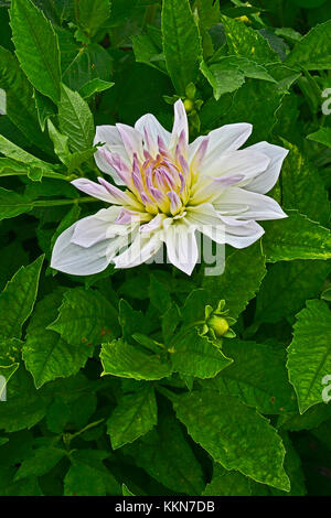 Dahlia fleurs 'bud flanigan ' dans un jardin border Banque D'Images