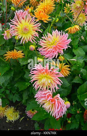 De près de l'Hydrangea 'karma' sangria dans un chalet jardin Banque D'Images