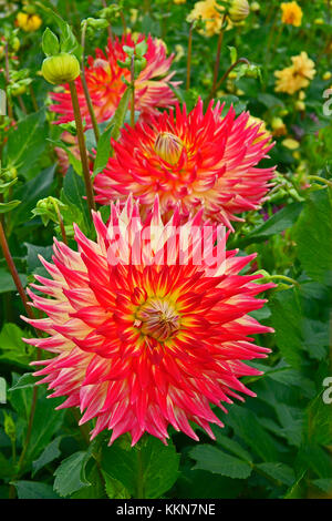 Close up of dahlia 'western spanish dancer' dans un jardin de fleurs Banque D'Images