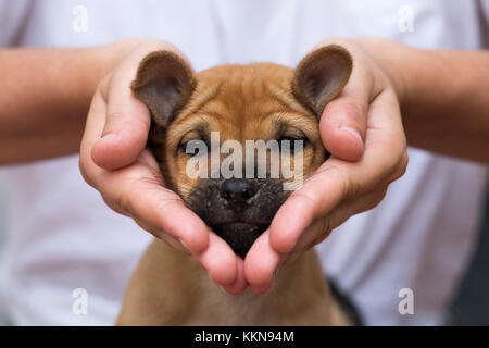 Girl holding puppy dans ses mains. Son visage est triste et à la recherche comme forme de coeur. Banque D'Images