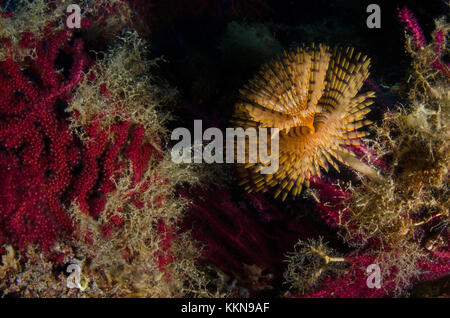 Ver géant Ventilateur Méditerranéen, Sabella spallanzanii, Sabellidae, Tor Paterno aire marine protégée, Lazio, Rome, Italie, Mer Méditerranée Banque D'Images