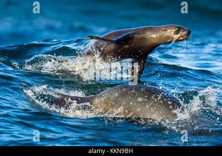 Les phoques nagent et sautent hors de l'eau . de sauter le Cap (Arctocephalus pusillus pusillus). Banque D'Images