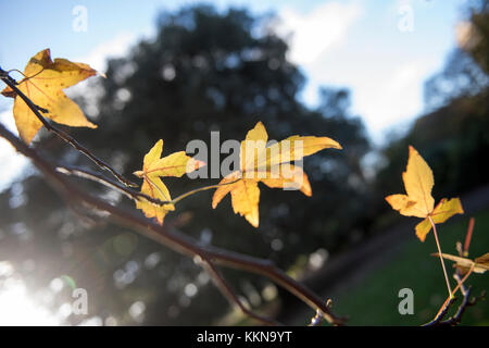 Les feuilles d'automne au parc de Wollaton à Nottingham, Nottinghamshire England UK Banque D'Images