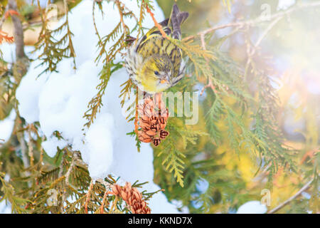 Tarin sur la neige sapin au soleil Banque D'Images