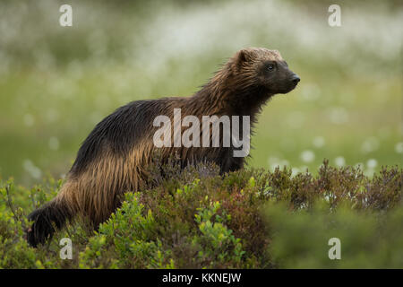 Le carcajou (Gulo gulo) en Forêt La Forêt dans Vartius, Finlande Banque D'Images