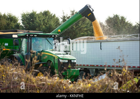 Déchargement TRACTEUR TRACTEUR JOHN DEERE DE MAÏS RÉCOLTÉS DANS LA TRÉMIE POUR CAMION DE TRANSPORT À UTICA, dans le Minnesota. Banque D'Images