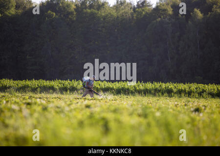 Travailleur employé les agriculteurs vont à pulvériser des herbicides sur les rizières dans une zone rurale au petit matin. Banque D'Images