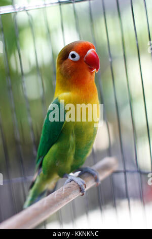 Vert et pastel de lovebird assis sur la cage Banque D'Images