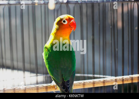 Vert et pastel de lovebird assis sur la cage Banque D'Images