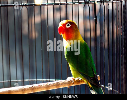 Vert et pastel de lovebird assis sur la cage Banque D'Images