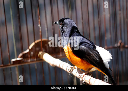 Des oiseaux de chasse ou en Asie est appelé un murai batu Banque D'Images