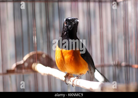 Des oiseaux de chasse ou en Asie est appelé un murai batu Banque D'Images