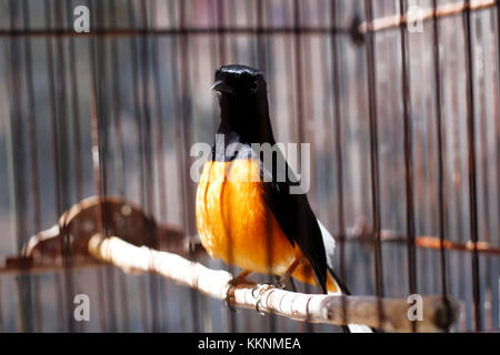 Des oiseaux de chasse ou en Asie est appelé un murai batu Banque D'Images