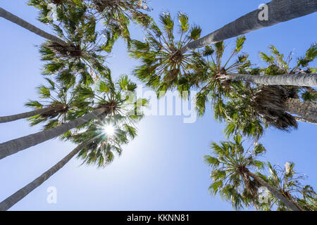 Palmiers à rétroéclairage, Los Angeles, Californie, USA Banque D'Images