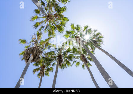 Palmiers à rétroéclairage, Los Angeles, Californie, USA Banque D'Images