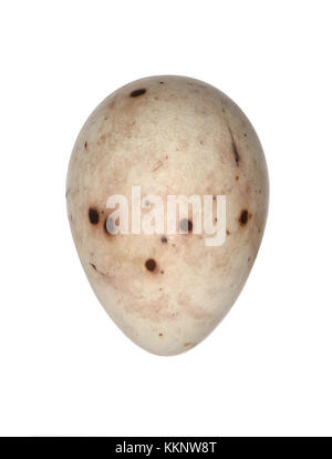 Pinson du Nord - Fringilla montifringilla Banque D'Images