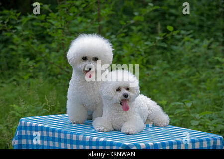 Bichon Frise, deux chiens portant ensemble à table, à l'extérieur. Banque D'Images