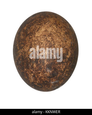 Percnoptère - Neophron percnopterus Banque D'Images