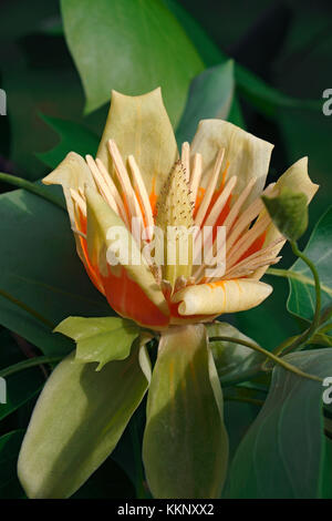 Tulipier de Virginie (Liriodendron tulipifera). appelé le tulipier d'Amérique, tulipier de Virginie, tulipier, jaune peuplier, bois blancs et de violon-tree aussi Banque D'Images