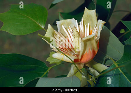 Tulipier de Virginie (Liriodendron tulipifera). appelé le tulipier d'Amérique, tulipier de Virginie, tulipier, jaune peuplier, bois blancs et de violon-tree aussi Banque D'Images