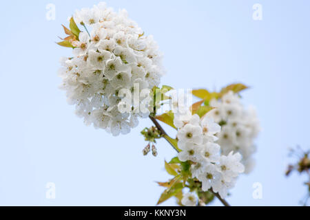 Fleur de cerisier blanc sur un arbre de la cerise dans un jardin anglais contre un ciel bleu au printemps Banque D'Images