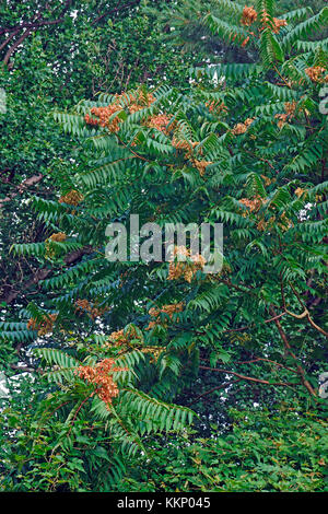 Ailanthus (Ailanthus altissima). appelé également arbre du ciel Banque D'Images