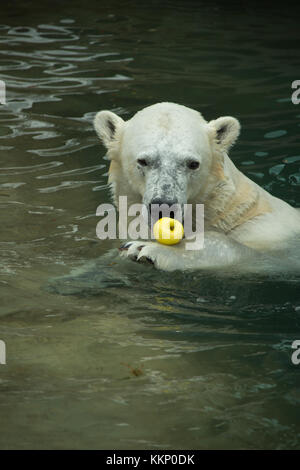 L'ours polaire dans l'eau, tenant une pomme Banque D'Images