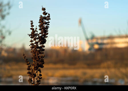 Inflorescence à sec de l'hiver Lutte contre les mauvaises herbes (rumex confertus, dock asiatique) sur l'arrière-plan d'un paysage industriel floue - un dock de réparation de navires couverts sur t Banque D'Images