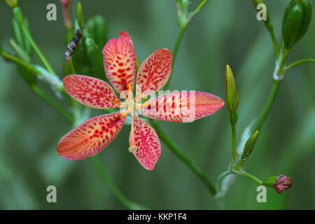 Lily blackberry (iris domestica). appelé leopard et leopard lily flower aussi. Synonyme : Belamcanda chinensis Banque D'Images