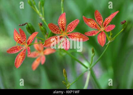 Lily blackberry (iris domestica). appelé leopard et leopard lily flower aussi. Synonyme : Belamcanda chinensis Banque D'Images