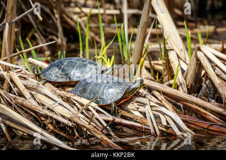 La tortue peinte, le marais Oak Hammock, Manitoba, Canada. Banque D'Images